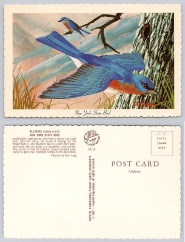 New york state bird - new,