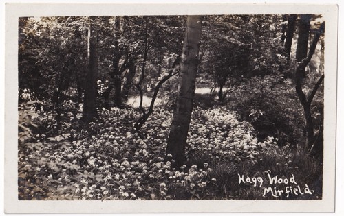 Hagg wood mirfield yorkshire - hagg,